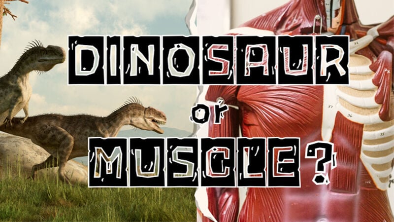 Dinosaur or Muscle?